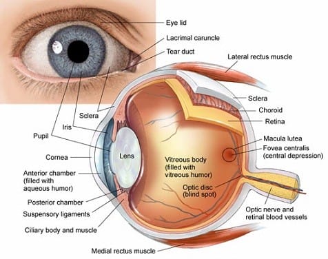 Cornea